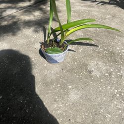Amaryllis