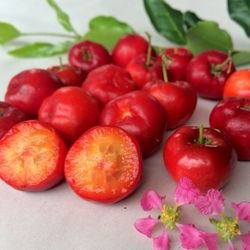 Barbados Cherry / Acerola Fruit Trees