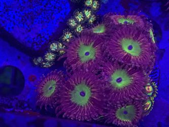 Chuckys Bride Zoa Polyps