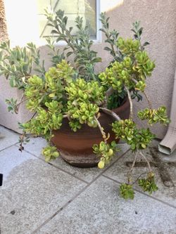 Beautiful clay potted succulent