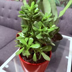 🌿—a symbol of prosperity ❤️LUCKY Jade/GUD LUCK Plant👉PLS READ DESCRIPTION❤️13”H