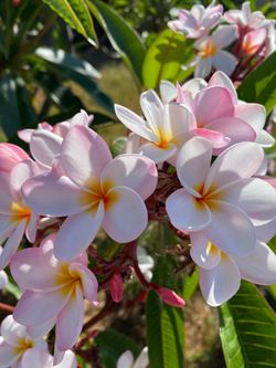 Plumeria pink / white potted