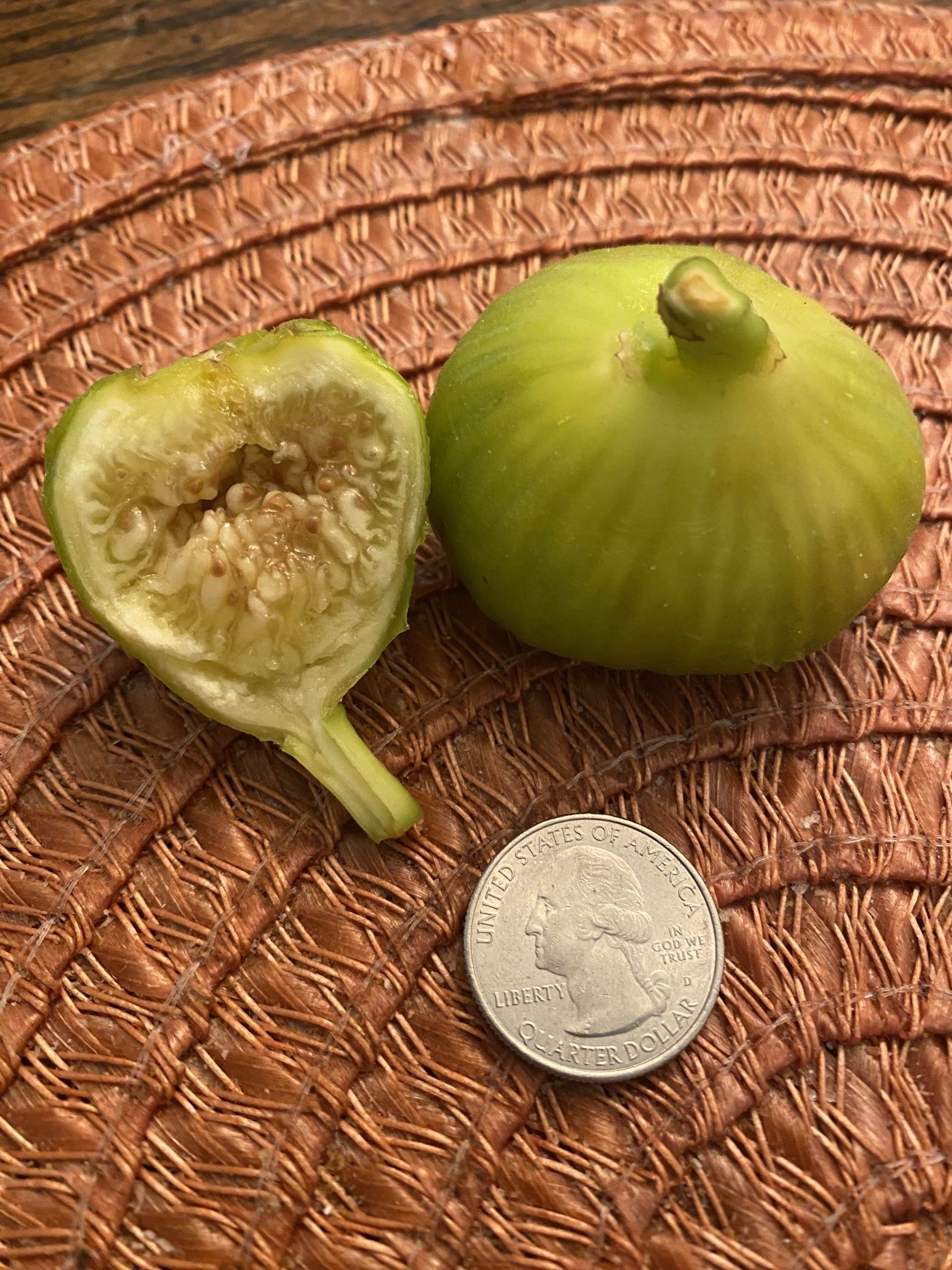 FIG TREE LATERULLA