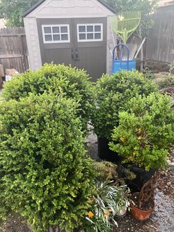 Boxwood shrubs