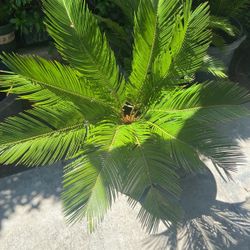 Sable Palm Tree