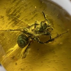 Set in an elegant ring, this genuine Baltic amber holds an ancient bee from the Jurassic era—preserved for over 40 million years. Trapped in warm, go 
