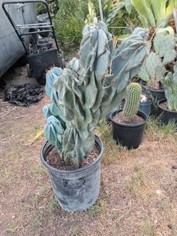 Monstrosis Peruvian Apple cactus