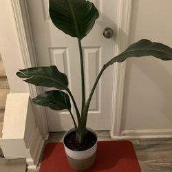 Bird Of Paradise  . Valentine Day Gifts.