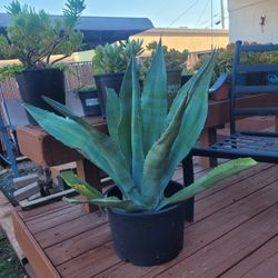 Blue Agaves 
