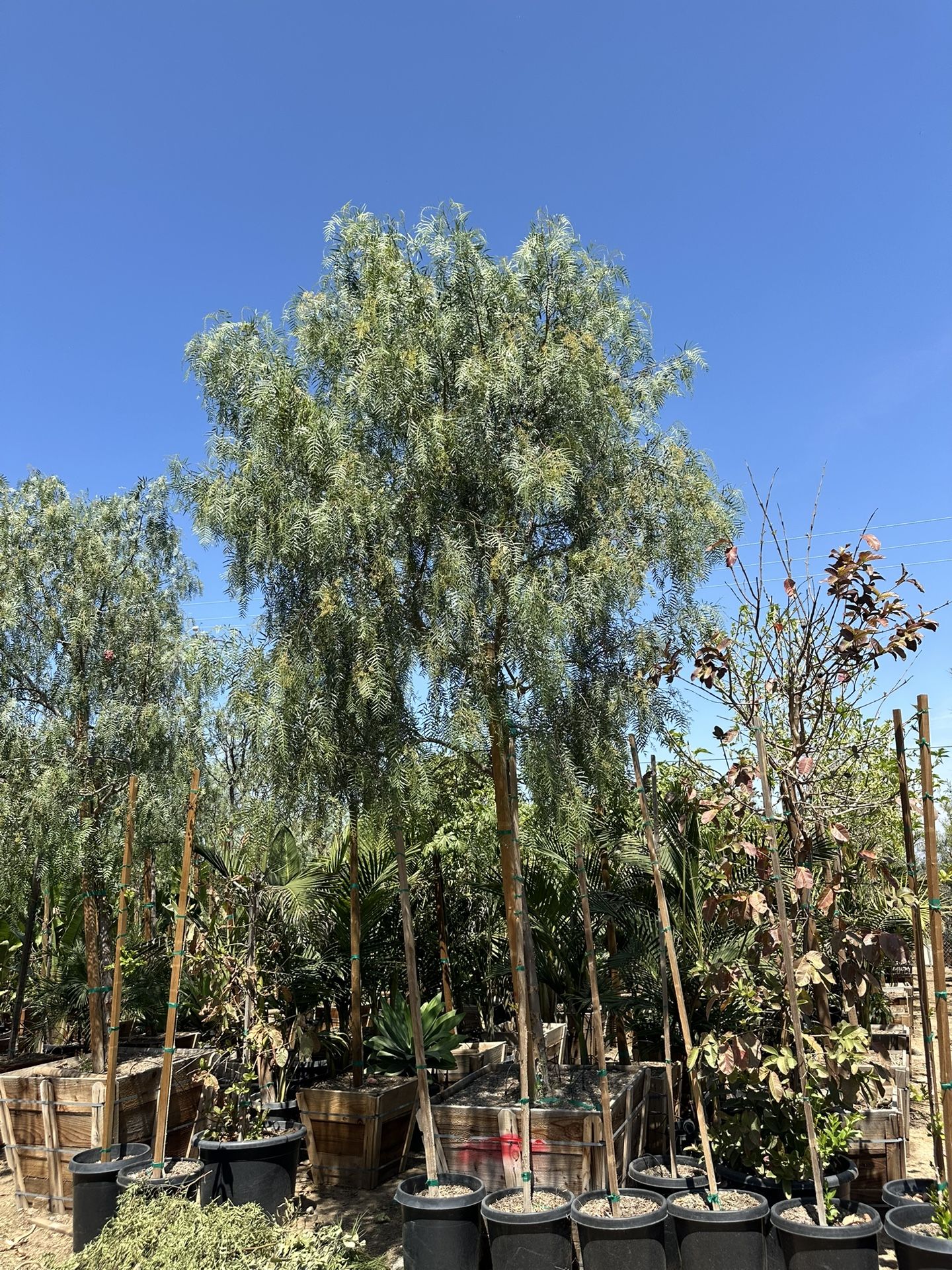 California Pepper Tree, piru, pirul, drought tolerant fast growing shade tree