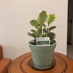 Salt And Pepper Peperomia 