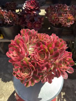 Aeonium Pink Girl Cluster Import 