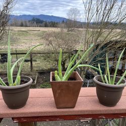 Aloe Vera Plants