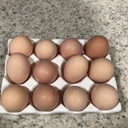 Fresh Eggs 