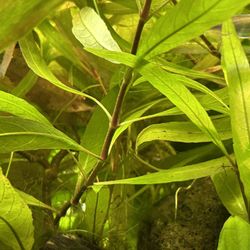 Aquarium Plants/Macroalgae