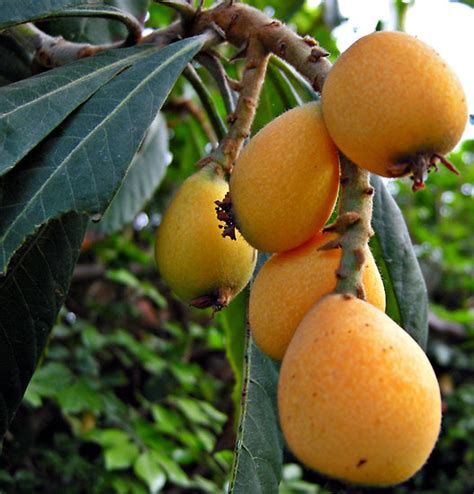 Loquat Tree. 8 Ft Tall. 2 Trees In Same Pot