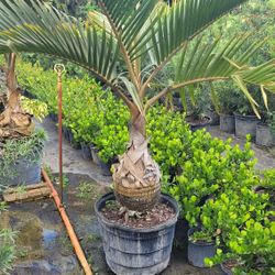 Bottle Palm 25 Gallon