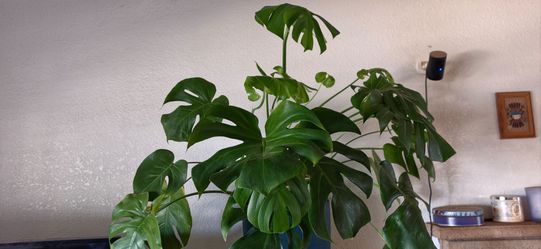 Large monstera