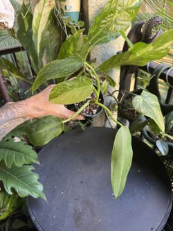 Philodendron Jose Buono Plant