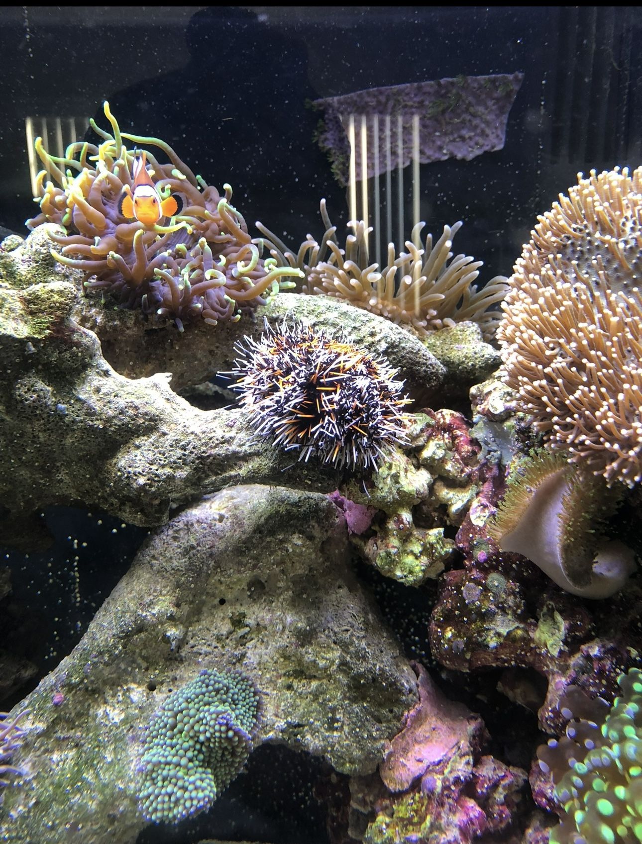 60 Gallon Fish Tank And All Supplies