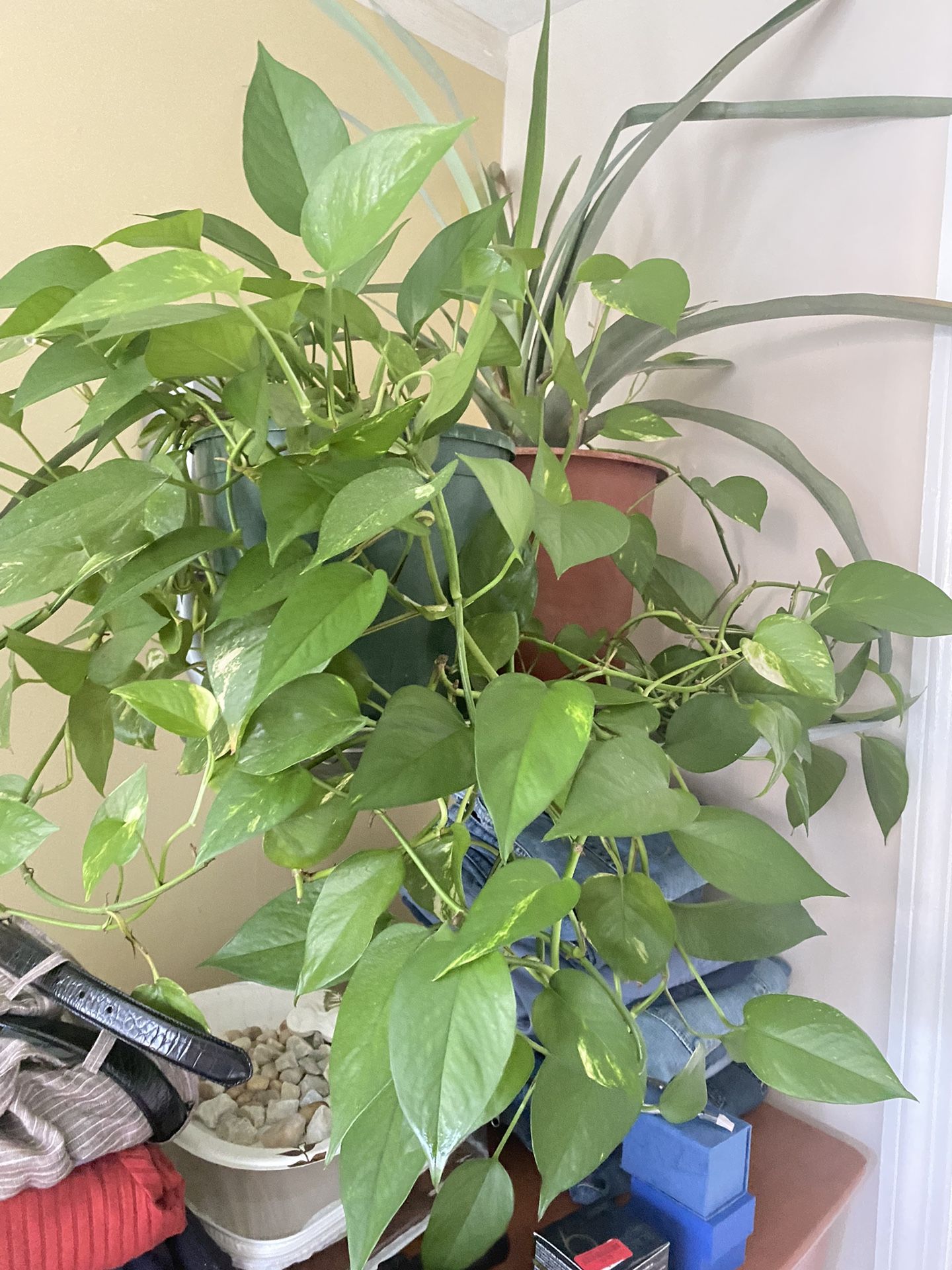 Plant For Good Home
