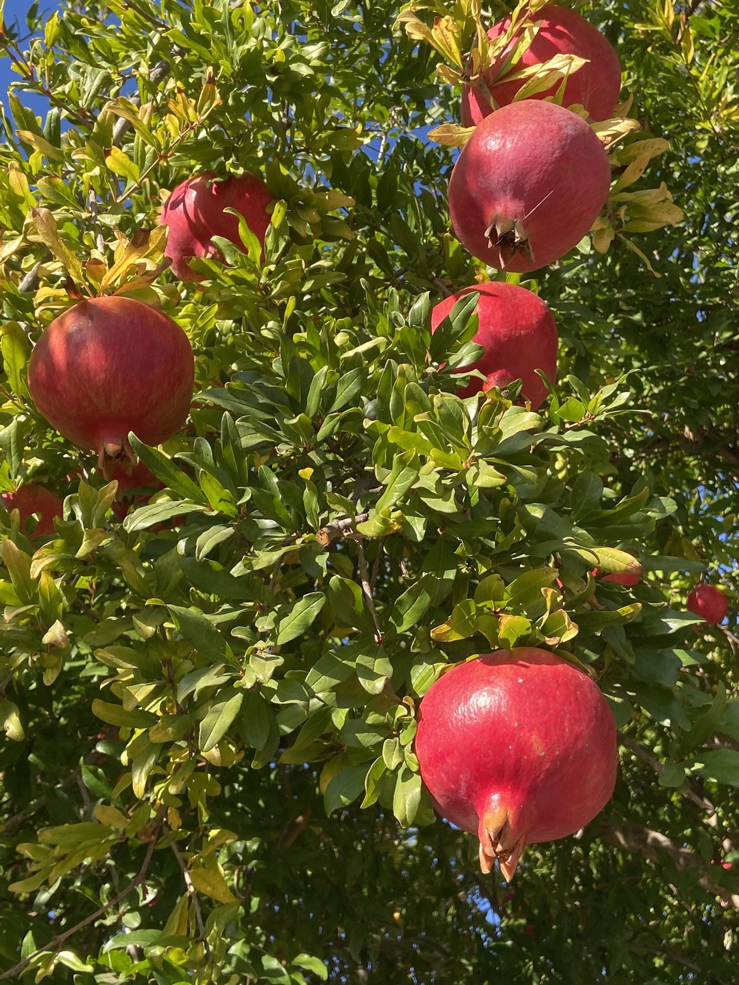 Orgánic Pomegranate