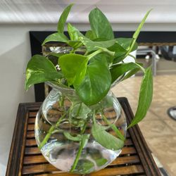 Beautiful  Real Plants 