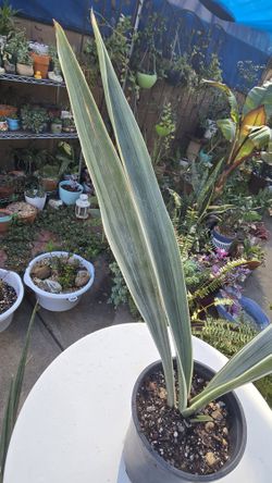 Sansevieria, Snake Plant, Sayuri Metallica