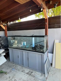 Fish Tank Aquarium