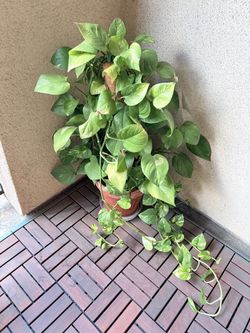 Large Pothos Plant in Terra Cotta Pot (3ft tall)