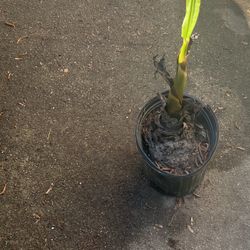 Cold Hardy Banana Plant (mother Plant Grows Bananas )