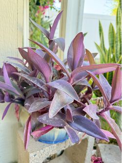 Purple Heart plant