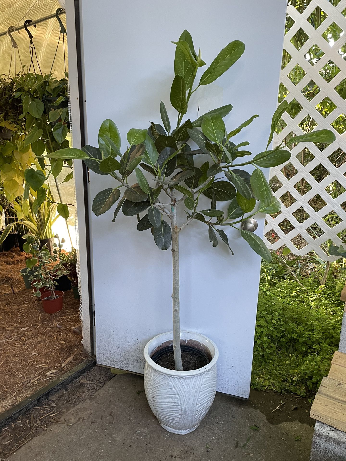 5ft Ficus Audrey, Exact Plant, White Ceramic Pot Not Included; 95820
