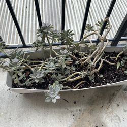 Ghost Plant Succulents