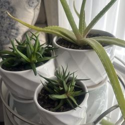 Set Of 3 Indoor Plants 