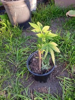 Plants