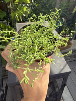 Ground Cover In 4 Inch Pot