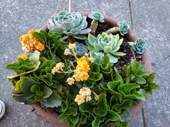 Plant For Sale