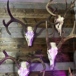 Deer Skull Lot 