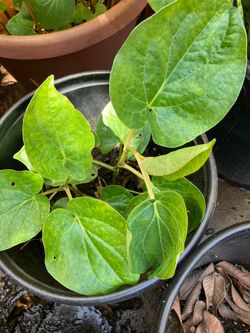 Betel leaves (paan) plant