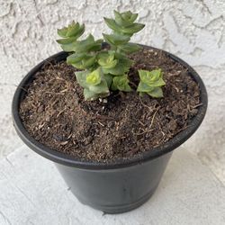6 Inch Pot Succulent Plant - Crassula Perforata  Mini - Baby's Necklace - Established Plant - Drought Resistant - 🪴