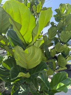 Fiddle-leaf fig
