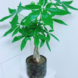 Money Trees With A Beautiful Ceramic Pot - 24” Tall - Indoor Plant 