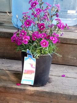 Perennial Dianthus