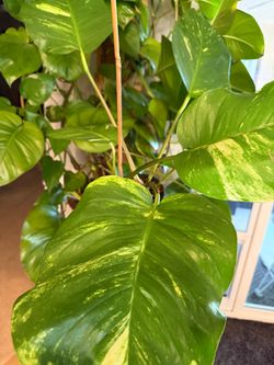 Giant Hawaiian  Pothos