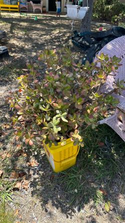 Free jade plant clippings