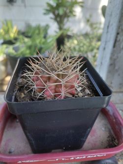 Cactus