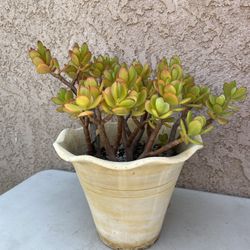 15” (yellow) Jade Tree/Money Jade/Lucky Jade/Friendship Plant