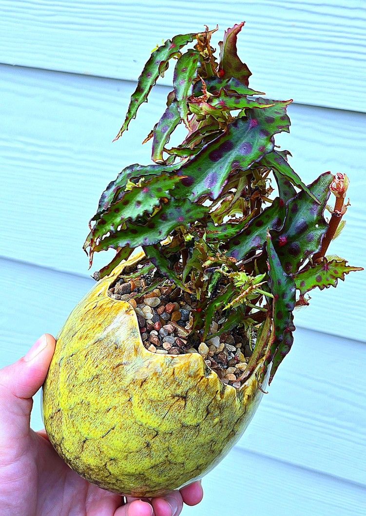Potted Begonia Amphioxus