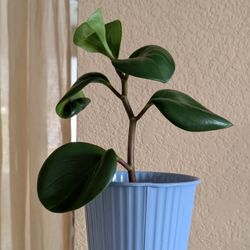 Healthy Beautiful Indoor Plant(Peperomia)